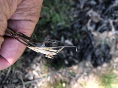 Cymbopogon refractus