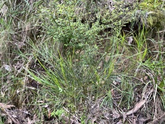 Acacia mucronata