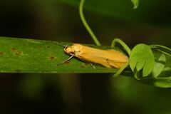 Philobota protecta