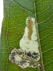 Mompha raschkiella