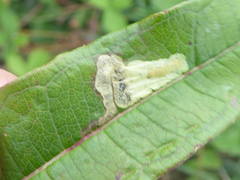 Mompha raschkiella