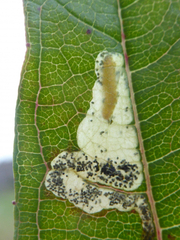 Mompha raschkiella
