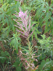 Mompha raschkiella