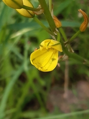 Bulbine bulbosa