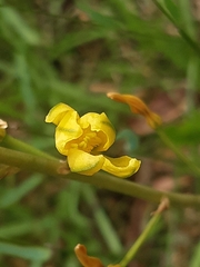 Bulbine bulbosa