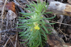 Ajuga chamaepitys