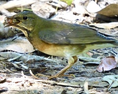 Turdus unicolor