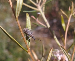 Pachyura australis