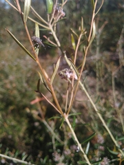 Pachyura australis