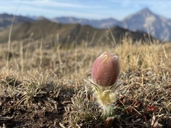 Pulsatilla