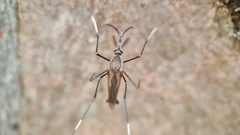 Toxorhynchites speciosus