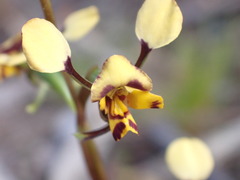 Diuris pardina