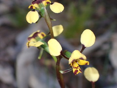 Diuris pardina