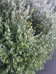Corokia cotoneaster