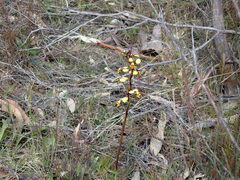 Diuris pardina