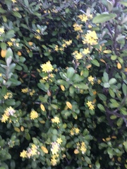 Corokia cotoneaster