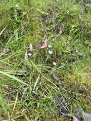 Gentianella polysperes