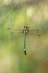 Austrogomphus amphiclitus