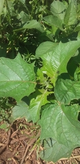 Datura stramonium