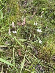 Gentianella polysperes