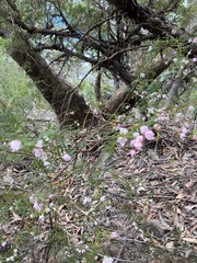 Boronia floribunda