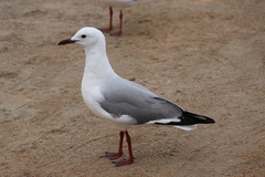 Chroicocephalus hartlaubii