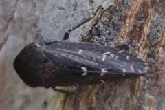 Eurymeloides