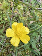 Ranunculus lappaceus