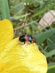 Dicranolaius cinctus