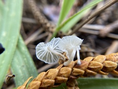 Marasmiellus
