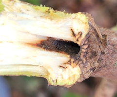 Synanthedon andrenaeformis