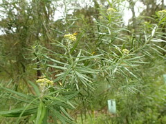 Ozothamnus ferrugineus
