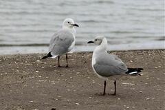 Chroicocephalus cirrocephalus