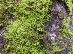 Thuidiopsis sparsa