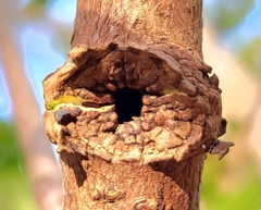 Synanthedon andrenaeformis