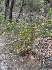 Pultenaea tuberculata