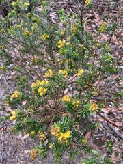 Pultenaea tuberculata