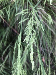 Poa labillardierei
