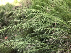 Poa labillardierei