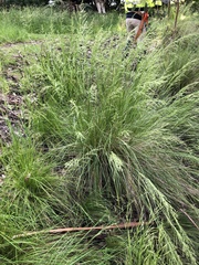 Poa labillardierei
