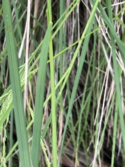 Poa labillardierei