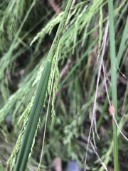 Poa labillardierei