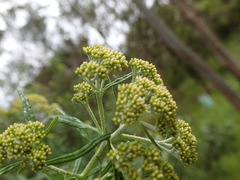 Ozothamnus ferrugineus