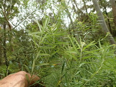 Ozothamnus ferrugineus