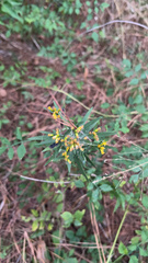 Euthamia leptocephala