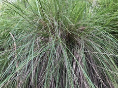 Poa labillardierei