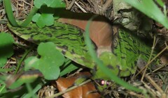 Aenetus virescens