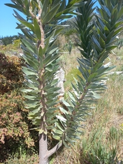 Leucadendron argenteum