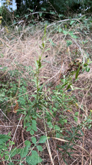 Euthamia leptocephala