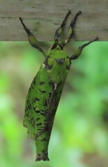 Aenetus virescens
